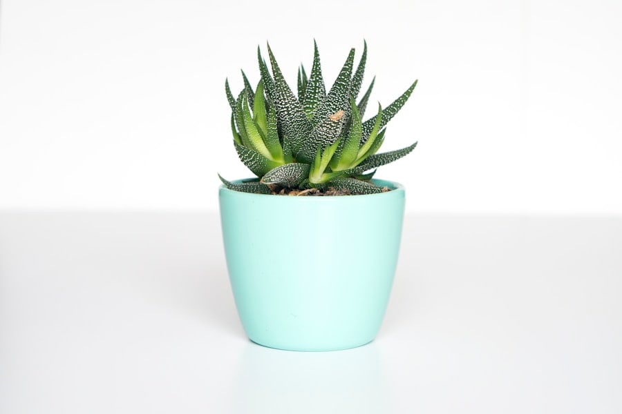 Plant on a white window sill in the craft room